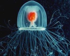 世界十大最长寿动物 灯塔水母长生不老