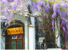 北京名人故居中的古树名木