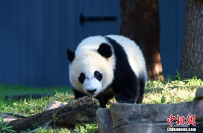 旅美大熊猫一岁生日 中美关系“小外交官”