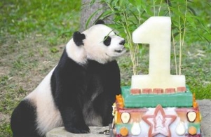 旅美大熊猫在美遭虐？ 中美双方回应质疑