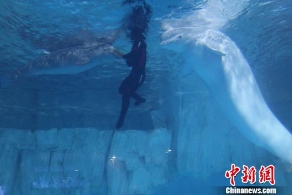 中国唯一人工繁殖成活小白鲸 迎周岁生日