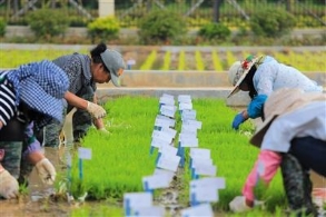 中国首批“海水稻”明年诞生将大范围种植