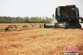 农业农村部：力争冬小麦稳定在3.3亿亩以上
