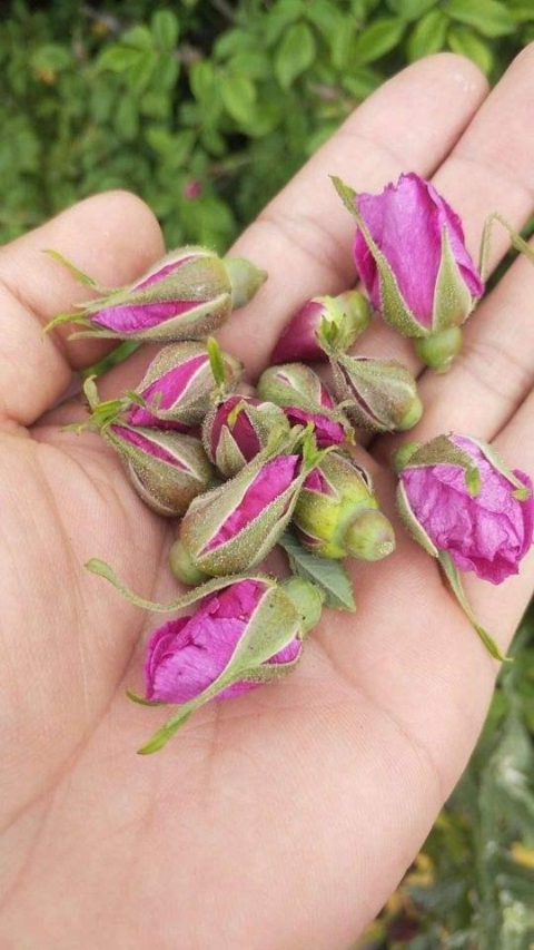 这4种花用处多 摘下花瓣泡茶喝还能清热解暑