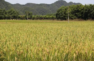 农业农村部：秋粮作物病虫害控制在5%以内