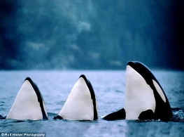 摄影师拍下野生杀人鲸水中群舞照片 景象壮观