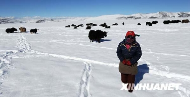 西藏山南地区五县遭受历史罕见雪灾[组图]
