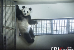 “功夫熊猫”被热蒙 霸空调不撒手