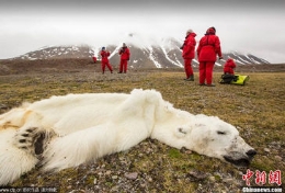 北极熊饿死 尸体瘦成“毛毯”
