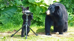 美摄影师拍摄黑熊萌照