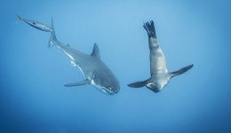 摄影师潜水抓拍淘气海狮“调戏”大白鲨