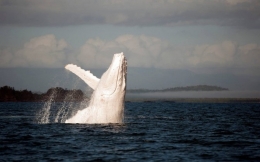 世上唯一白色座头鲸米伽罗现身澳洲