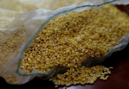 转基因黄金大米是怎样炼成的