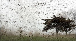 美湖区遭遇10年来最大范围湖蝇侵袭