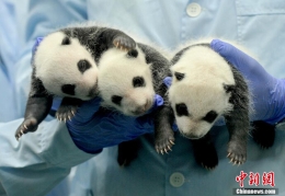 广州三胞胎大熊猫宝宝满月 启动全球征名