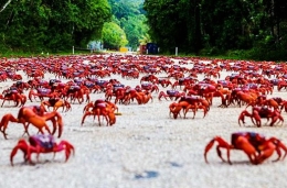 圣诞岛红蟹大迁徙 公路“深陷”红色海洋