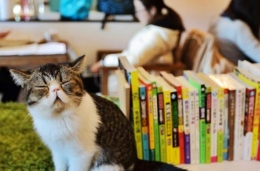 猫咪书店亮相南京 品咖啡看图书见“喵星人”