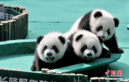 全球唯一大熊猫三胞胎名字公布