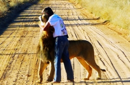 男子养狮子当宠物牵尾巴陪其散步