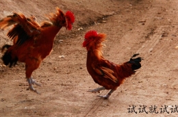 搞笑图片：雄鸡闹春