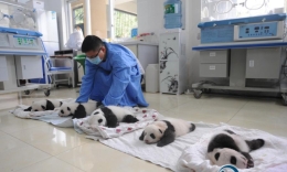 2015年新生熊猫宝宝首次亮相 萌物酣睡逗翻众人