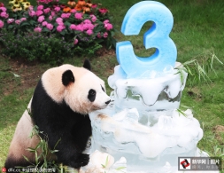 韩国主题公园为旅韩熊猫庆生 特制冰块竹子蛋糕