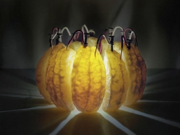当水果们化身灯光能源