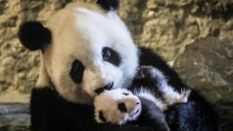 旅居比利时大熊猫“好好”及其幼仔正式亮相