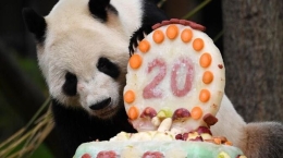 旅美大熊猫“添添”庆祝20岁生日[组图]
