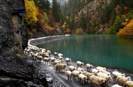 格鲁吉亚羊群翻山越岭迁徙 场面壮观