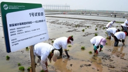 青岛海水稻插秧试种