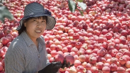 “洛川苹果”迎丰收季