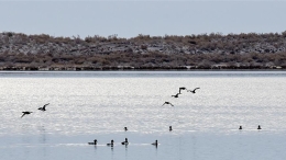 新疆乌伦古湖进入观鸟季