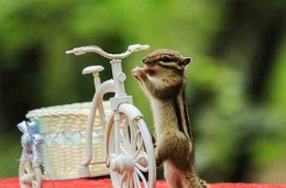 小松鼠的自行车圆舞曲