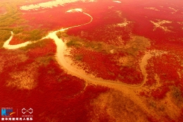 航拍黄河入海口湿地 领略大自然醉人“红地毯”