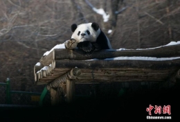 最北熊猫馆明星熊猫雪中撒欢