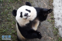 旅美大熊猫归国首秀