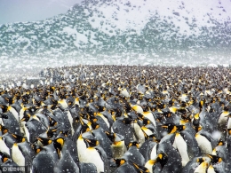 25万只帝企鹅