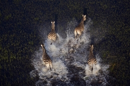 野生动物摄影：非洲的正确打开方式