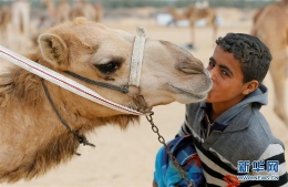 埃及举办国际骆驼赛