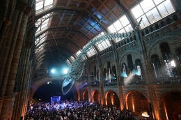 蓝鲸骨架亮相英博物馆大厅