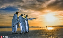 萌物来袭：帝企鹅组团看日出