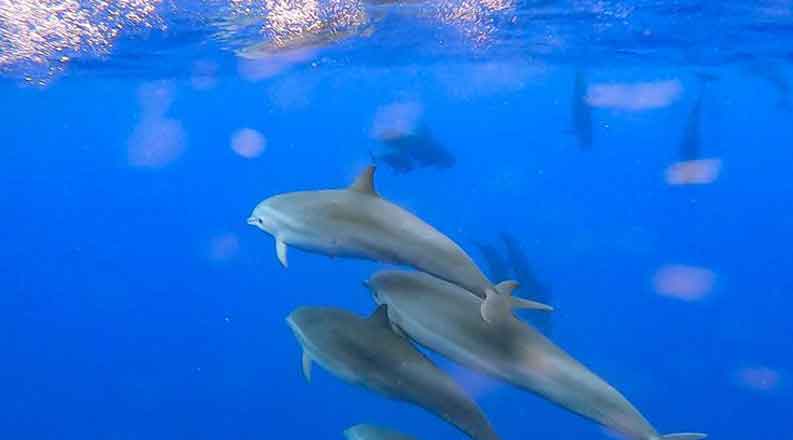 科研人员在南海记录短肢领航鲸与弗氏海豚混游现象