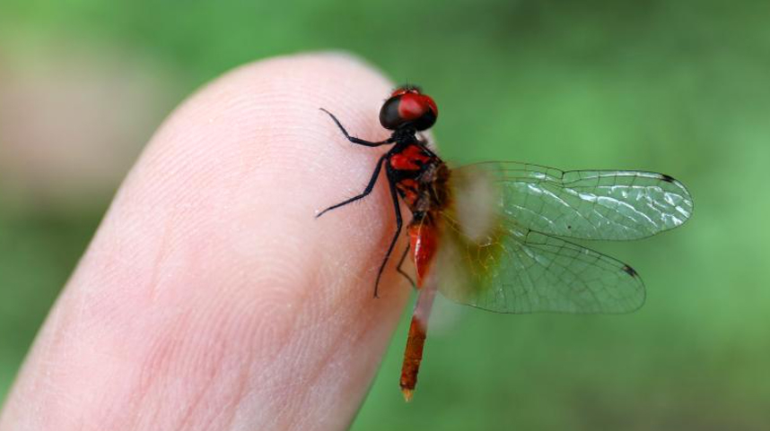 体长不足15毫米 四川发现目前已知世界最小蜻蜓个体