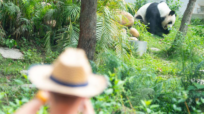 “靓仔们”的惬意生活——探访澳门大熊猫馆