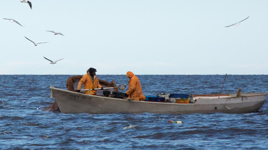 俄拉多加湖开始捕捞胡瓜鱼