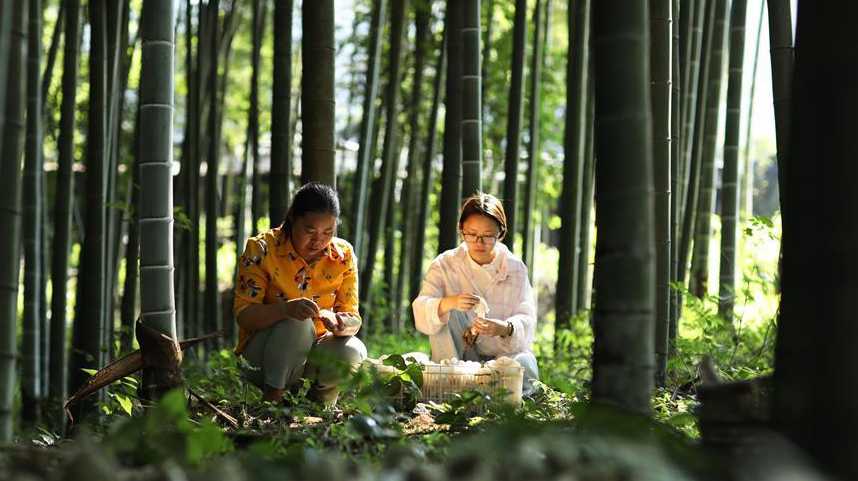 贵州赤水：林下竹荪助农增收