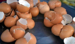 鸡蛋壳放在水里煮一煮可以解决很多麻烦事