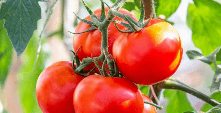 每天1个西红柿身体会发生什么变化？但这种别吃