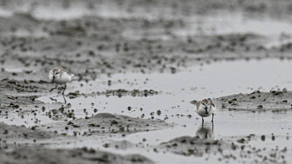 世界珍稀鸟类勺嘴鹬海南儋州觅食